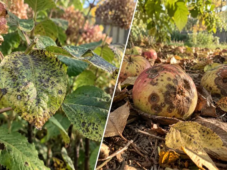 AleAlert: Cladosporium i Alternaria nadal nie odpuszczają we wrześniu