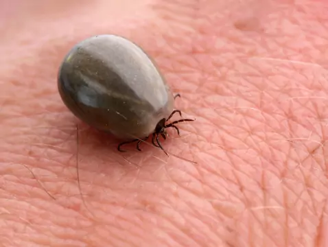 Kleszczowe zapalenie mózgu może powodować długotrwałe konsekwencje zdrowotne u dzieci