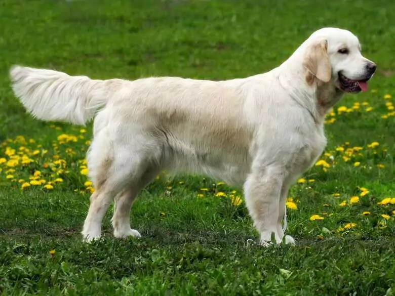 Zwierzę – przyjaciel czy wróg dziecka, czyli psychologiczne aspekty życia z czworonogiem