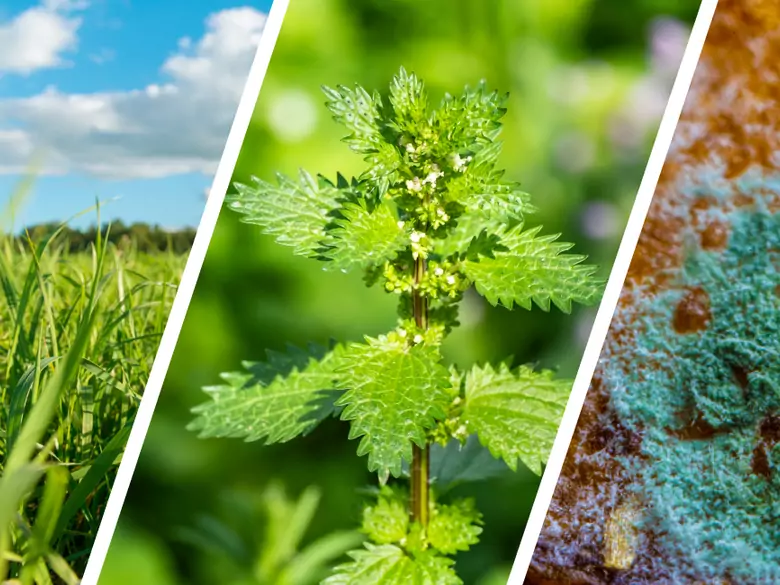 AleAlert: Pylenie traw, pokrzywy, cladosporium i alternaria w lipcu